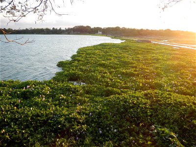 Angat River Afterbay Regulatory Dam (Bay walk, boulevard, Lico, San Rafael-Bustos-Angat, Bulacan villages) (Bustos Dam, rubber dam in Asia at 79 meters and the second largest in the world; Coordinates photo