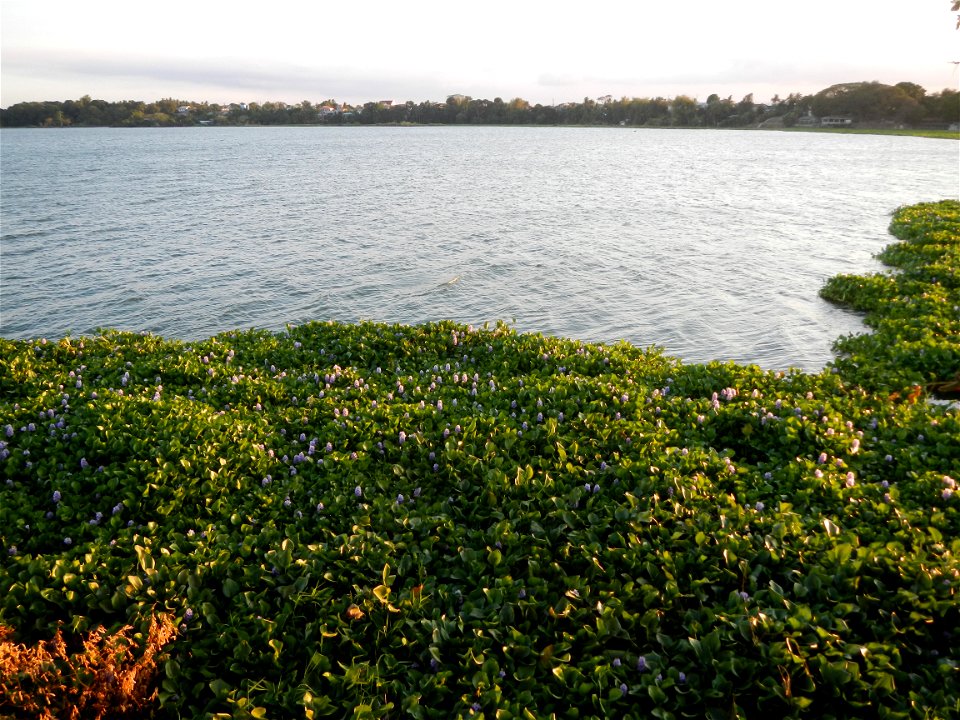 Angat River Afterbay Regulatory Dam (Bay walk, boulevard, Lico, San Rafael-Bustos-Angat, Bulacan villages) (Bustos Dam, rubber dam in Asia at 79 meters and the second largest in the world; Coordinates