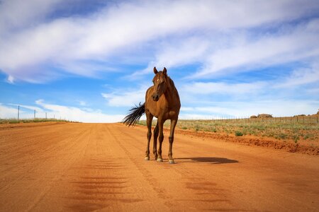 Mustang pony mammal photo