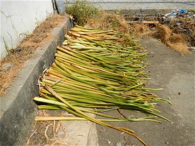 San Roque, Cardona, Rizal Patunhay, Cardona, Rizal Cardona Multi-Purpose Cooperative - Shared Service Facility DOST Water hyacynth Yanmar Caterpillar E110B Cardona Public Market Cardona Fire Station a photo