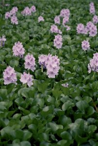 Image title: Aquatic invasive plant water hyacinth eichhornia crassipes in full bloom Image from Public domain images website, http://www.public-domain-image.com/full-image/flora-plants-public-domain- photo