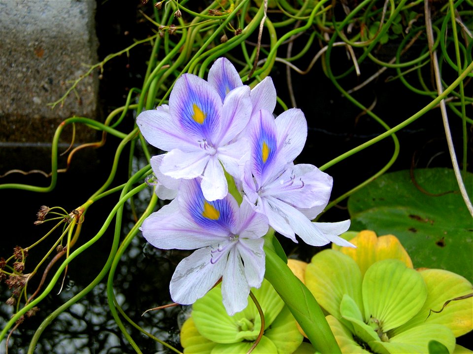 Eichhornia crassipes (water hyacinth) flower. Looks like a natural gas flame.