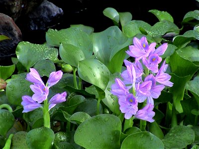 Water Hyacinth photo