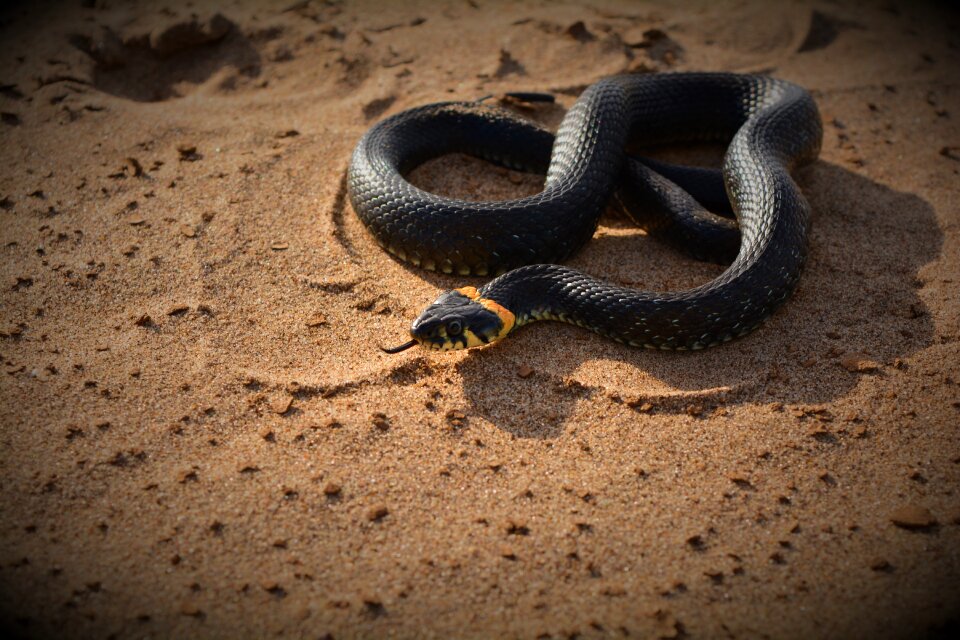 Reptile beach animals