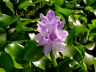 Water Hyacinth photo