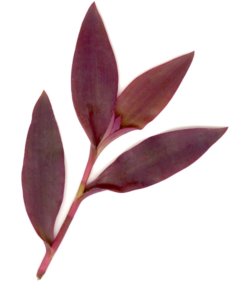 Front view of leaves from the Tradescantia pallida plant.