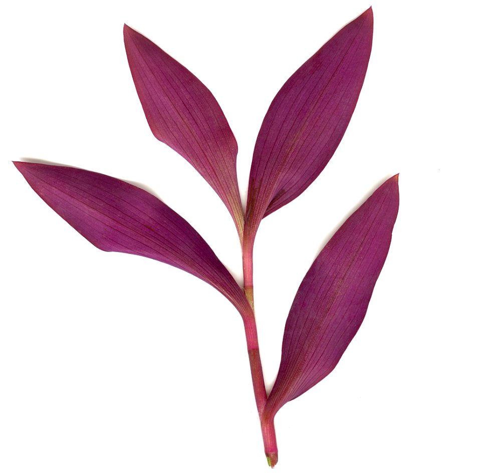 Back view of leaves from the Tradescantia pallida plant.