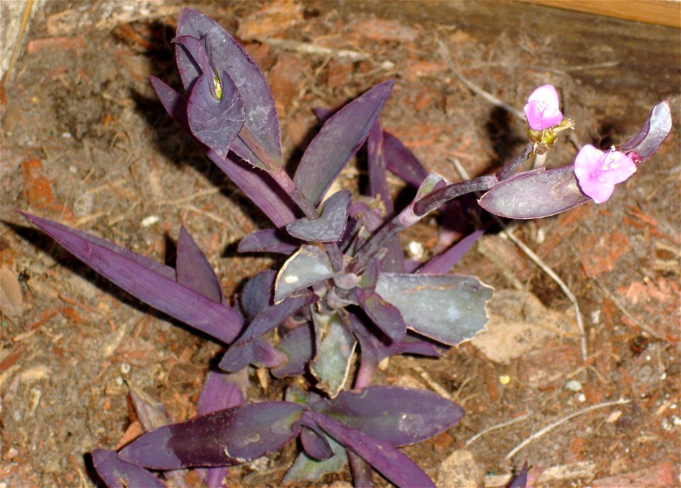 A flowering Tradescantia pallida plant.