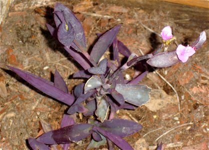 A flowering Tradescantia pallida plant. photo