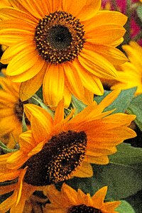 Large flower sunny ornamental sunflower photo