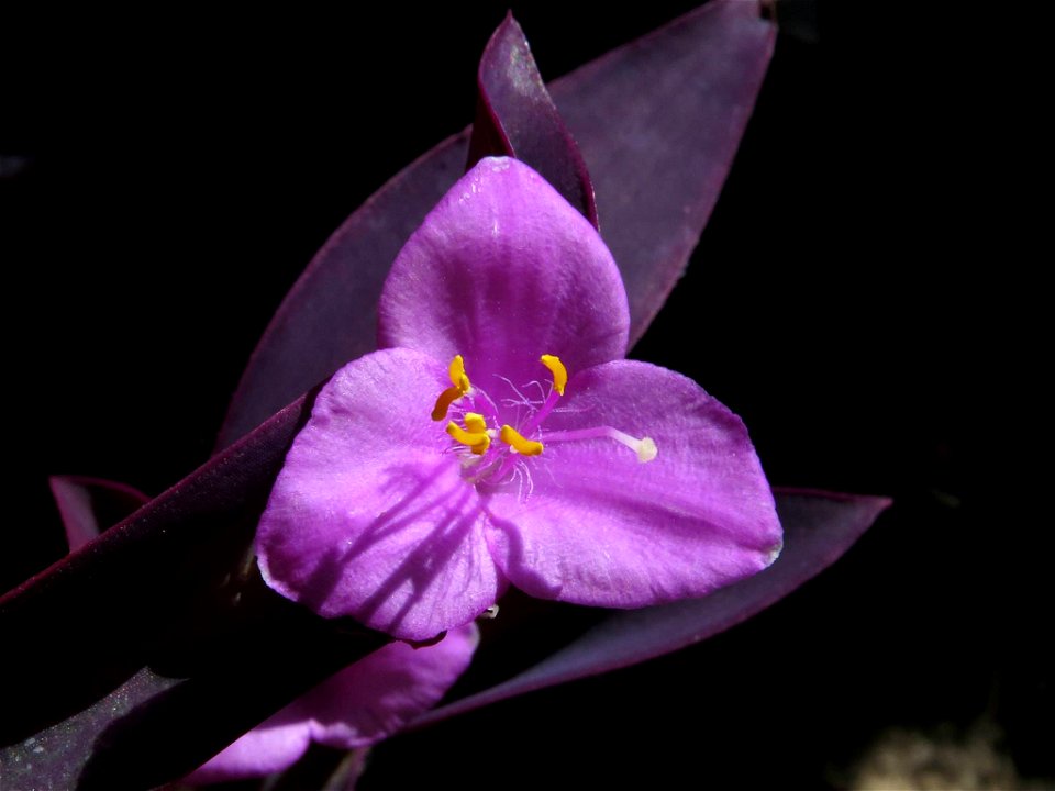 Flor de Tradescantia pallida (Commelinaceae). Barrio de Moratalaz, Madrid. Cultivado.