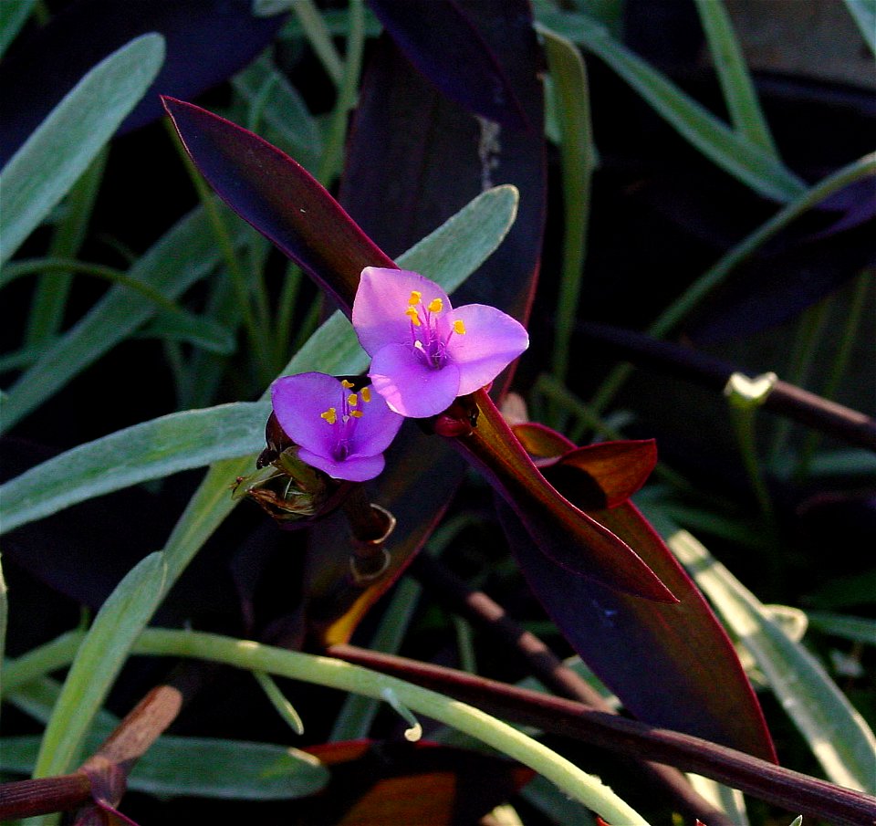 Wandering Jew. Photo taken at Madeira.