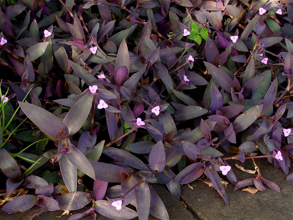 Wandering Jew. Photo taken at Madeira.
