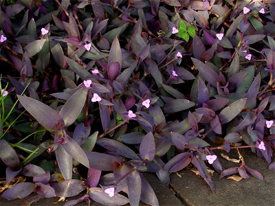 Wandering Jew. Photo taken at Madeira.