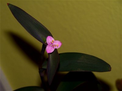 Bild von Tradescantia pallida Purpurea, Blatt und Blüte