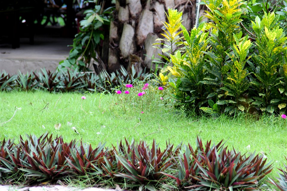 Hình tự chụp bằng máy ảnh kỹ thuật số một đám hoa dại đại Khu giải trí Đại Nam