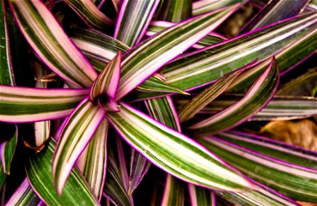 Purple-edged flora at Pangil River