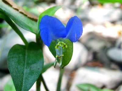 Commelina communis aka Asiatic dayflower