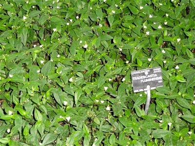 Tradescantia fluminensis specimen in the Jardin Botanique de Lyon, Parc de la Tête d'Or, Lyon, France.