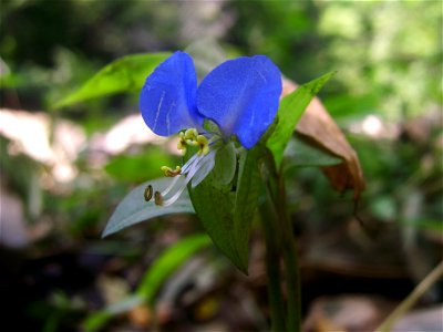 Commelina communis aka Asiatic dayflower