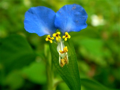 ツユクサ[露草][Commelina communis]-花