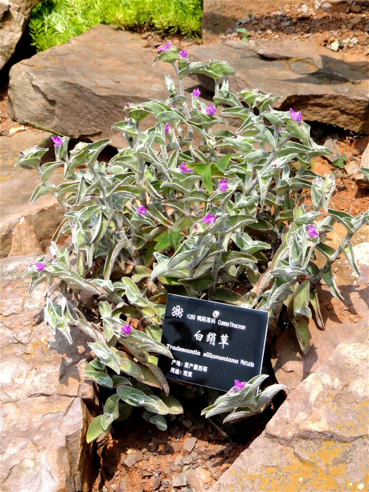 Plant specimen in the Kunming Botanical Garden, Kunming, Yunnan, China.