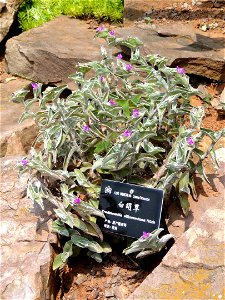 Plant specimen in the Kunming Botanical Garden, Kunming, Yunnan, China.