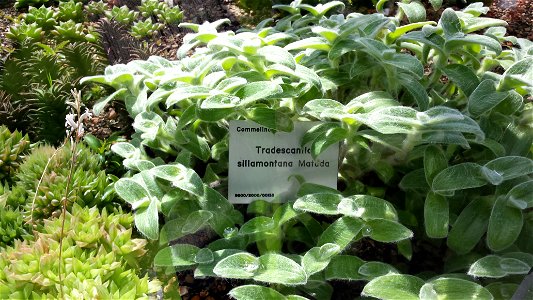 Tradescantia sillamontana Matuda syn. Tradescantia pexata H. E. Moore
University of Warsaw Botanic Garden