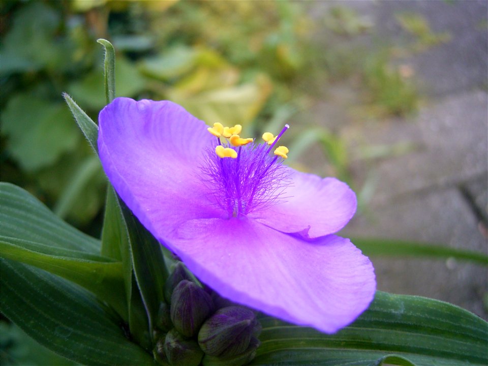 This photo shows Tradescantia virginiana