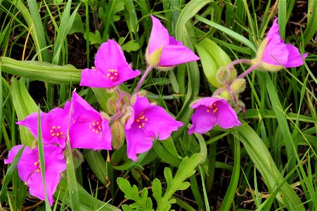 Image title: Spiderwort flowers tradescantia virginiana l
Image from Public domain images website, http://www.public-domain-image.com/full-image/flora-plants-public-domain-images-pictures/flowers-publ