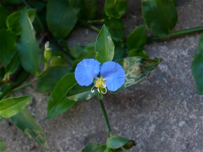 Commelina erecta flower