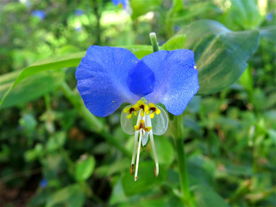 Flor de Commelina erecta (Commelinaceae). Barrio de Moratalaz, Madrid.