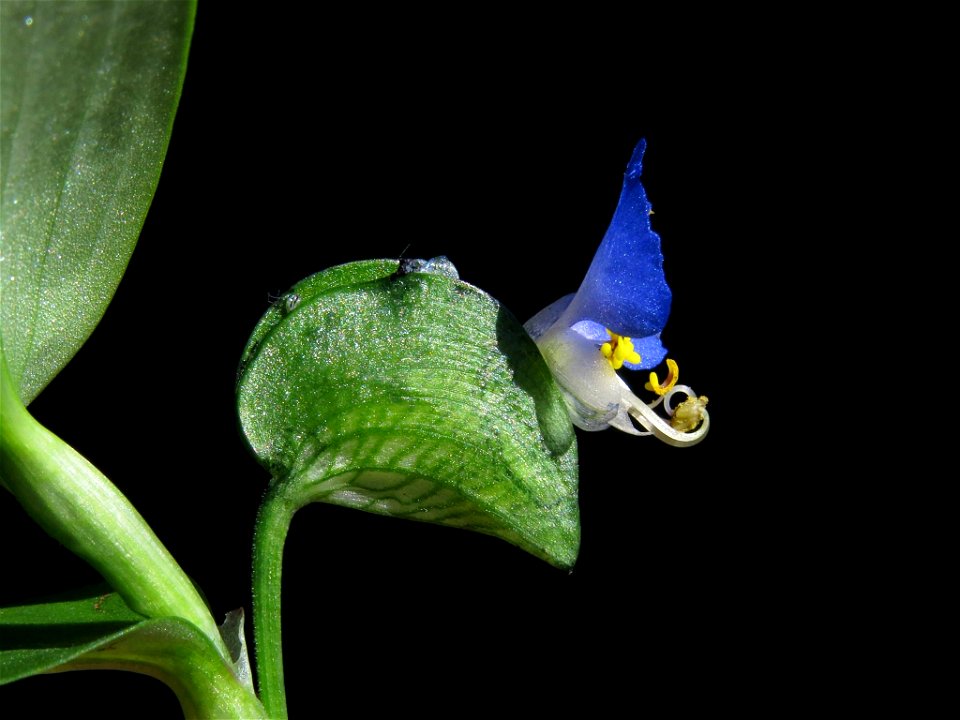 Flor y bráctea de una inflorescencia de Commelina erecta (Commelinaceae)