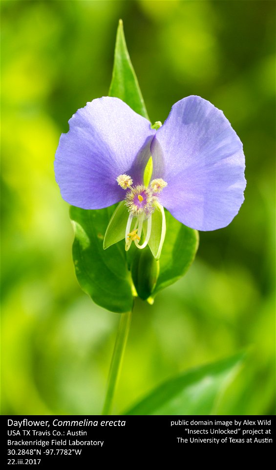 USA TX Travis Co.: Austin
Brackenridge Field Laboratory
30.2848°N -97.7782°W 

22.iii.2017