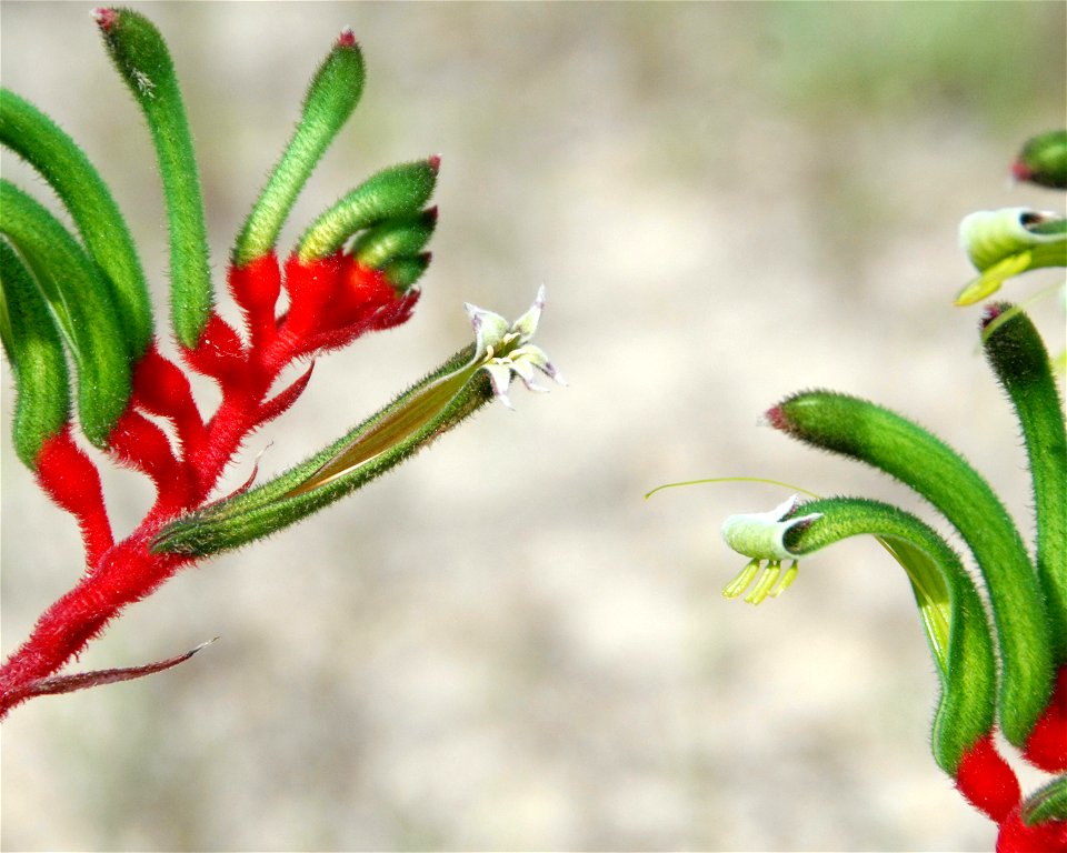 Anigozanthos manglesii photographed near a shopping centre in Eaton, Western Australia. No. 2 of three images uploaded