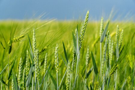 Plant summer grain photo