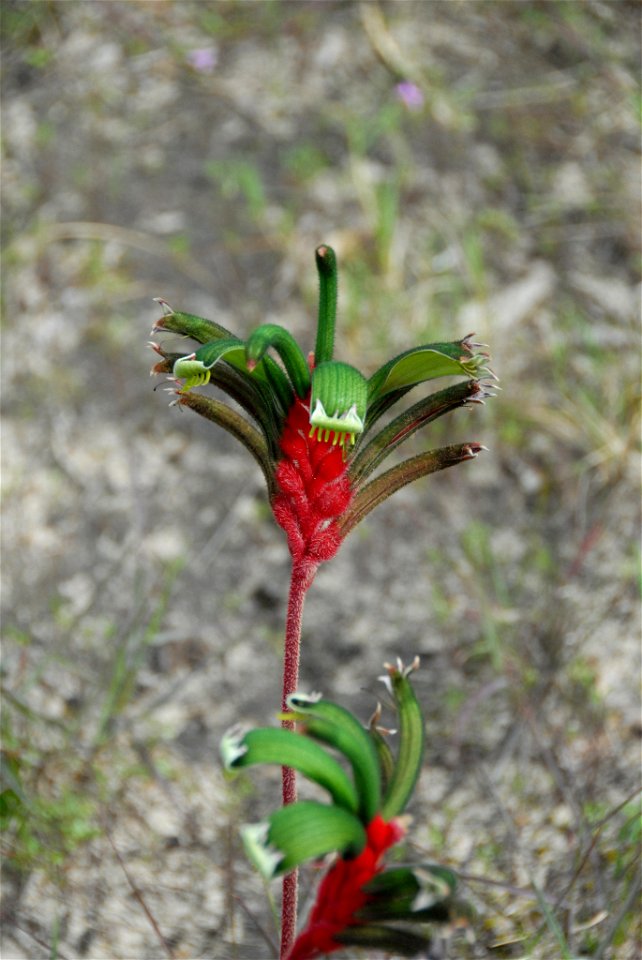 Anigozanthos manglesii photographed near a shopping centre in Eaton, Western Australia. The sensor of the camera has been pushed, but the colour is an accurate representation of the species.   No. 4 o