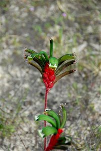 Anigozanthos manglesii photographed near a shopping centre in Eaton, Western Australia. The sensor of the camera has been pushed, but the colour is an accurate representation of the species.   No. 4 o