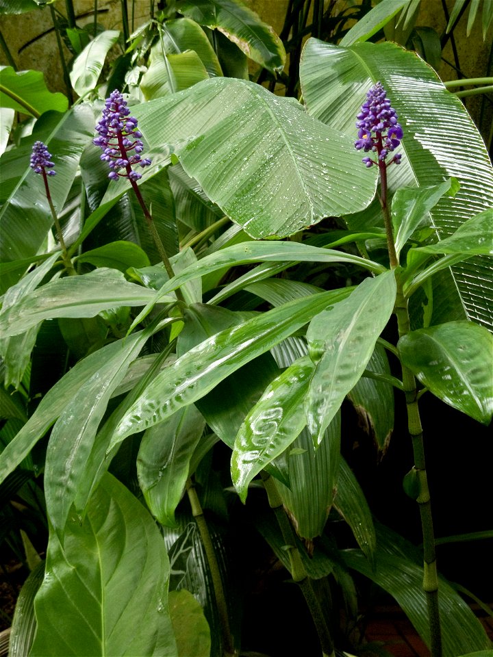 Plants of Dichorisandra thyrsiflora growing at the Birmingham Botanical Gardens, Birmingham, UK
