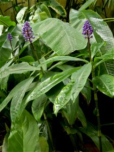 Plants of Dichorisandra thyrsiflora growing at the Birmingham Botanical Gardens, Birmingham, UK