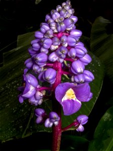 Flower spike of Dichorisandra thyrsiflora, growing at the Birmingham Botanical Gardens, Birmingham, UK photo