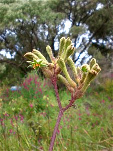 Plant species Anigozanthos flavidus, photographed in Albany, Western Australia. The habitat is a roadside gutter, located at the beginning of Frenchman's Bay Road.