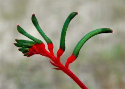 Anigozanthos manglesii photographed near a shopping centre in Eaton, Western Australia.