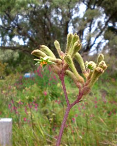 Plant species Anigozanthos flavidus, photographed in Albany, Western Australia. The habitat is a roadside gutter, located at the beginning of Frenchman's Bay Road.