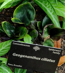 Geogenanthus ciliatus. Botanical specimen in the Denver Botanic Gardens, 1007 York Street, Denver, Colorado, USA. photo