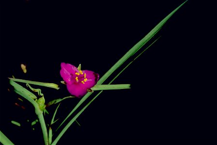 Image title: Spiderwort plant tradescantia ohiensis with red purple flower
Image from Public domain images website, http://www.public-domain-image.com/full-image/flora-plants-public-domain-images-pict