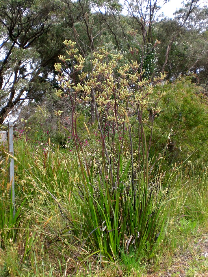 Plant species Anigozanthos flavidus, photographed in Albany, Western Australia. The habitat is a roadside gutter, located at the beginning of Frenchman's Bay Road.