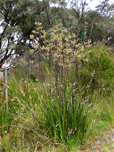 Plant species Anigozanthos flavidus, photographed in Albany, Western Australia. The habitat is a roadside gutter, located at the beginning of Frenchman's Bay Road.