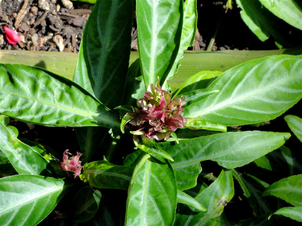 Botanical specimen in the Denver Botanic Gardens, 1007 York Street, Denver, Colorado, USA.