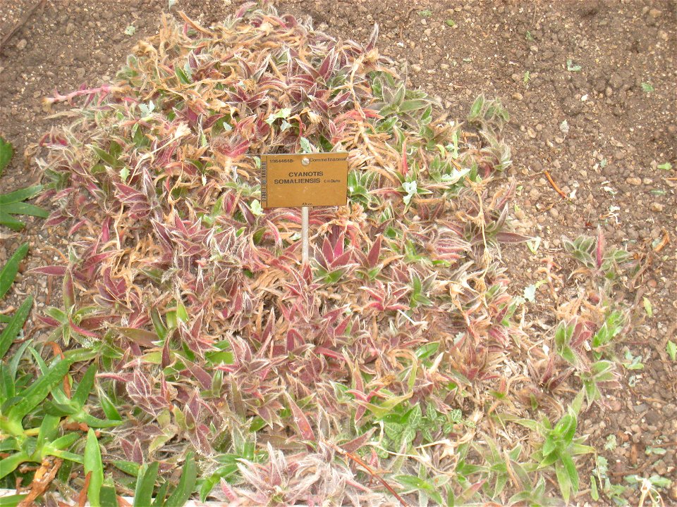Cyanotis somaliensis specimen in the National Botanic Garden of Belgium, Meise, just north of Brussels, Belgium.